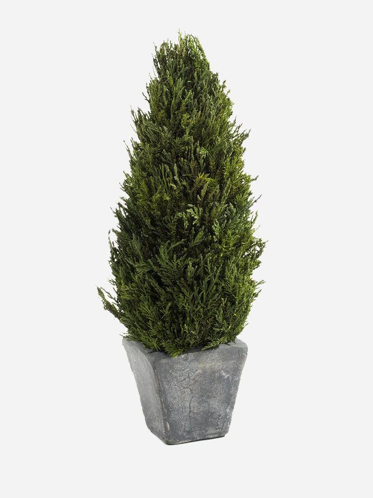 Zodax Cypress Tree Topiary Small - Saint Bernard