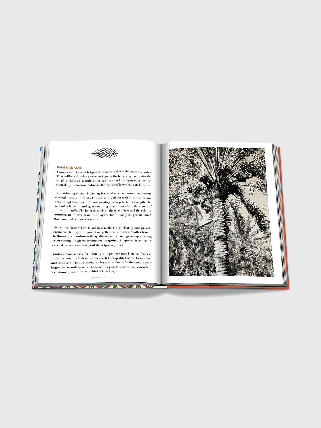 Assouline Saudi Dates: A Portrait of the Sacred Fruit