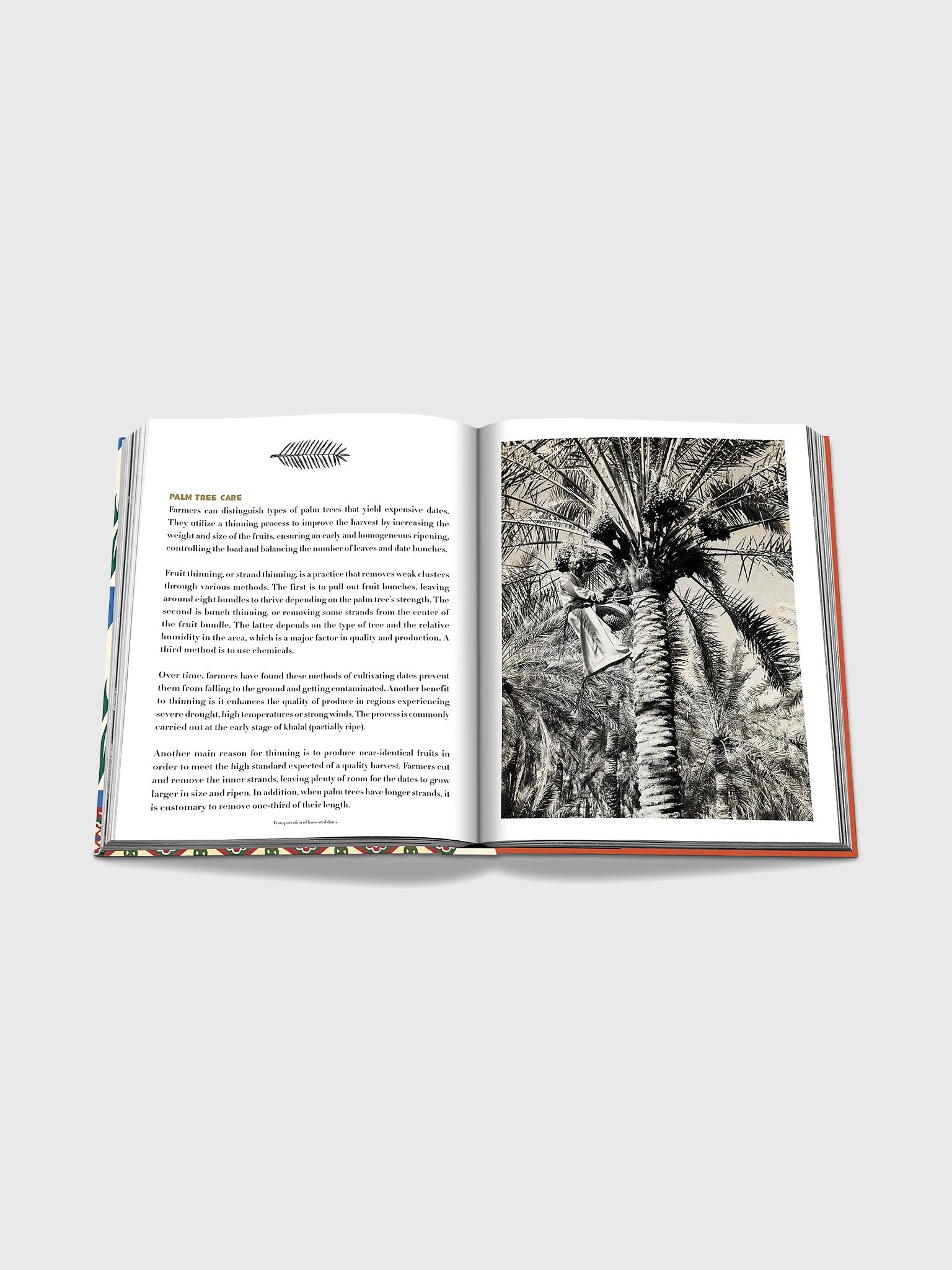 Assouline Saudi Dates: A Portrait of the Sacred Fruit