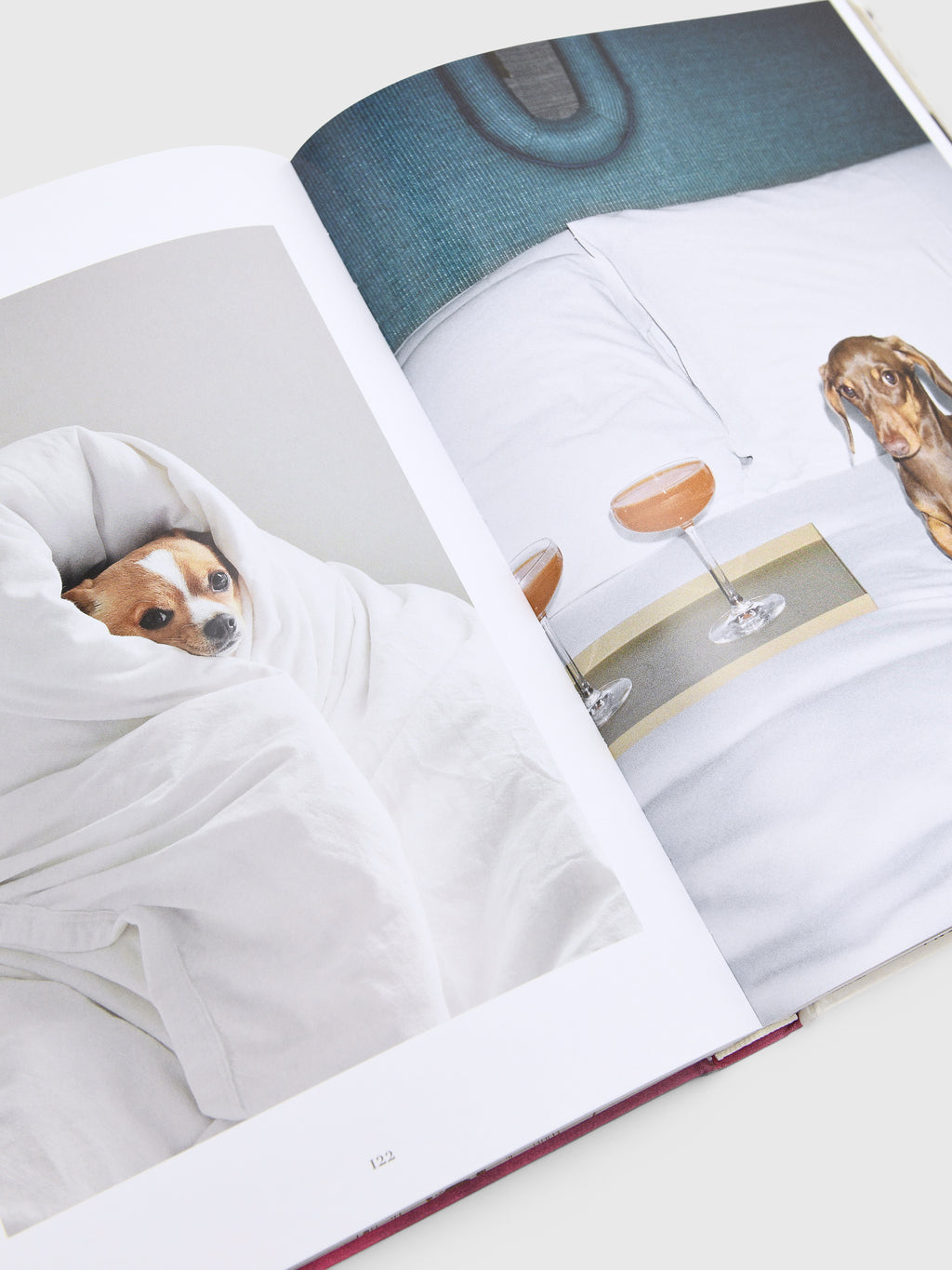 Assouline Chic Dogs - Saint Bernard