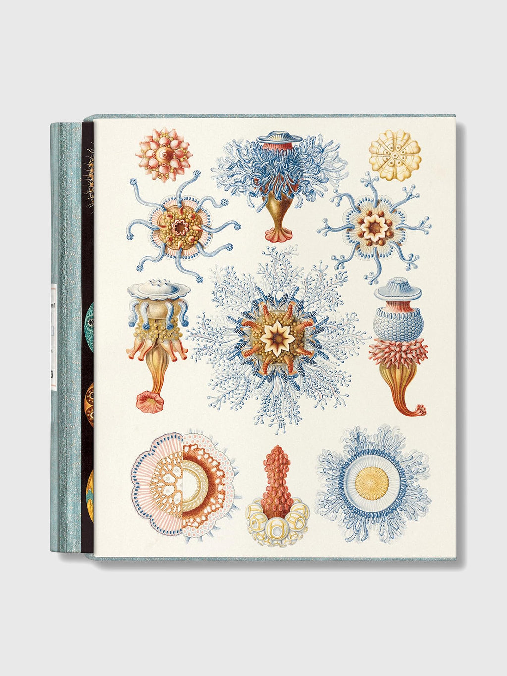 Taschen The Art and Science of Ernst Haeckel