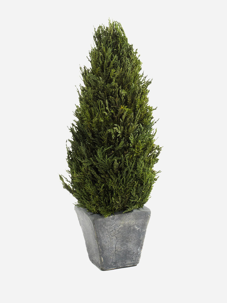 Zodax Cypress Tree Topiary Small
